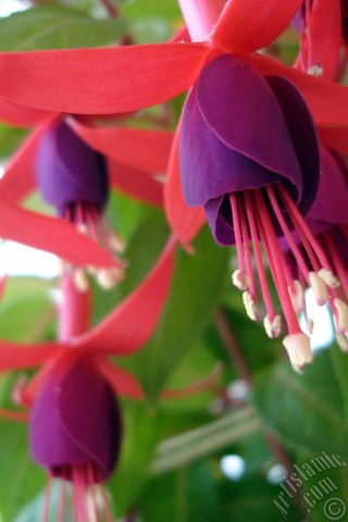 A mobile wallpaper and MMS picture for Apple iPhone 7s, 6s, 5s, 4s, Plus, iPods, iPads, New iPads, Samsung Galaxy S Series and Notes, Sony Ericsson Xperia, LG Mobile Phones, Tablets and Devices: Red and purple color Fuchsia Hybrid flower.
