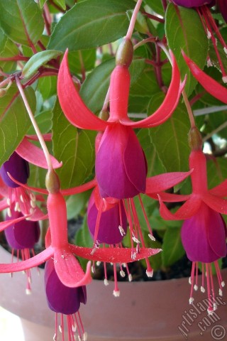 A mobile wallpaper and MMS picture for Apple iPhone 7s, 6s, 5s, 4s, Plus, iPods, iPads, New iPads, Samsung Galaxy S Series and Notes, Sony Ericsson Xperia, LG Mobile Phones, Tablets and Devices: Red and purple color Fuchsia Hybrid flower.
