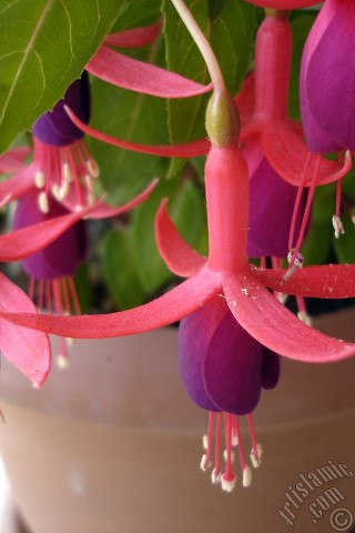 A mobile wallpaper and MMS picture for Apple iPhone 7s, 6s, 5s, 4s, Plus, iPods, iPads, New iPads, Samsung Galaxy S Series and Notes, Sony Ericsson Xperia, LG Mobile Phones, Tablets and Devices: Red and purple color Fuchsia Hybrid flower.
