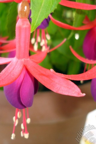 A mobile wallpaper and MMS picture for Apple iPhone 7s, 6s, 5s, 4s, Plus, iPods, iPads, New iPads, Samsung Galaxy S Series and Notes, Sony Ericsson Xperia, LG Mobile Phones, Tablets and Devices: Red and purple color Fuchsia Hybrid flower.
