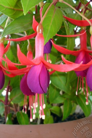 A mobile wallpaper and MMS picture for Apple iPhone 7s, 6s, 5s, 4s, Plus, iPods, iPads, New iPads, Samsung Galaxy S Series and Notes, Sony Ericsson Xperia, LG Mobile Phones, Tablets and Devices: Red and purple color Fuchsia Hybrid flower.
