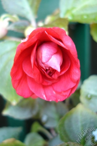 A mobile wallpaper and MMS picture for Apple iPhone 7s, 6s, 5s, 4s, Plus, iPods, iPads, New iPads, Samsung Galaxy S Series and Notes, Sony Ericsson Xperia, LG Mobile Phones, Tablets and Devices: Red color Begonia Elatior flower.
