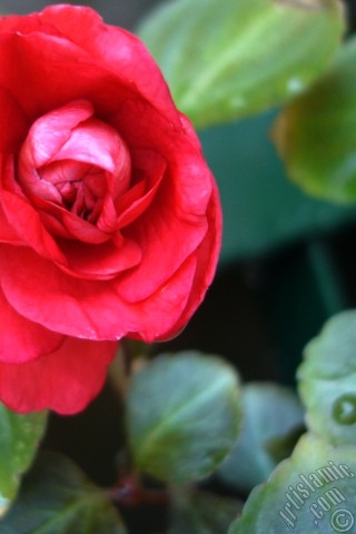 A mobile wallpaper and MMS picture for Apple iPhone 7s, 6s, 5s, 4s, Plus, iPods, iPads, New iPads, Samsung Galaxy S Series and Notes, Sony Ericsson Xperia, LG Mobile Phones, Tablets and Devices: Red color Begonia Elatior flower.
