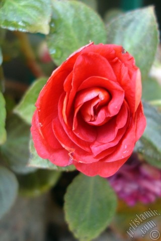 A mobile wallpaper and MMS picture for Apple iPhone 7s, 6s, 5s, 4s, Plus, iPods, iPads, New iPads, Samsung Galaxy S Series and Notes, Sony Ericsson Xperia, LG Mobile Phones, Tablets and Devices: Red color Begonia Elatior flower.

