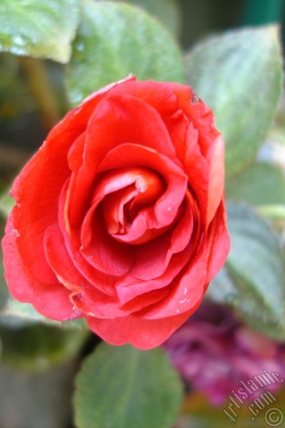 A mobile wallpaper and MMS picture for Apple iPhone 7s, 6s, 5s, 4s, Plus, iPods, iPads, New iPads, Samsung Galaxy S Series and Notes, Sony Ericsson Xperia, LG Mobile Phones, Tablets and Devices: Red color Begonia Elatior flower.
