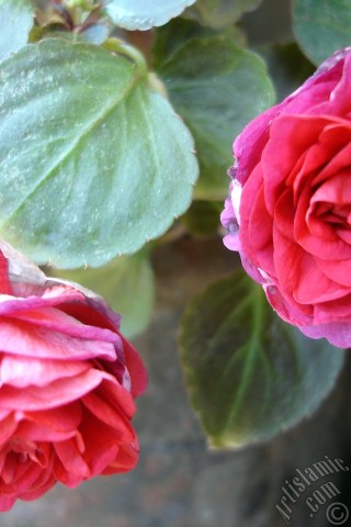 A mobile wallpaper and MMS picture for Apple iPhone 7s, 6s, 5s, 4s, Plus, iPods, iPads, New iPads, Samsung Galaxy S Series and Notes, Sony Ericsson Xperia, LG Mobile Phones, Tablets and Devices: Red color Begonia Elatior flower.
