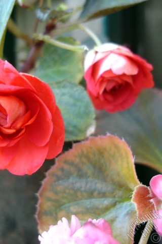 A mobile wallpaper and MMS picture for Apple iPhone 7s, 6s, 5s, 4s, Plus, iPods, iPads, New iPads, Samsung Galaxy S Series and Notes, Sony Ericsson Xperia, LG Mobile Phones, Tablets and Devices: Red color Begonia Elatior flower.
