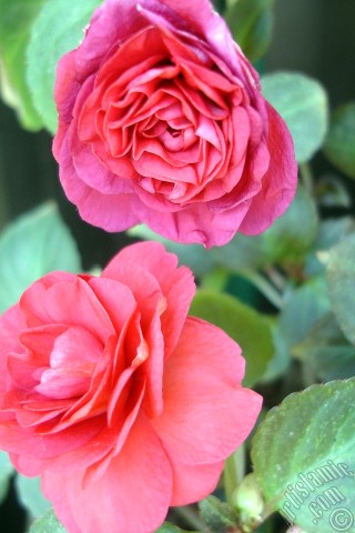 A mobile wallpaper and MMS picture for Apple iPhone 7s, 6s, 5s, 4s, Plus, iPods, iPads, New iPads, Samsung Galaxy S Series and Notes, Sony Ericsson Xperia, LG Mobile Phones, Tablets and Devices: Red color Begonia Elatior flower.
