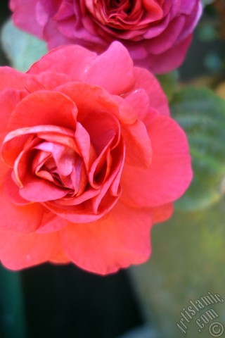 A mobile wallpaper and MMS picture for Apple iPhone 7s, 6s, 5s, 4s, Plus, iPods, iPads, New iPads, Samsung Galaxy S Series and Notes, Sony Ericsson Xperia, LG Mobile Phones, Tablets and Devices: Red color Begonia Elatior flower.
