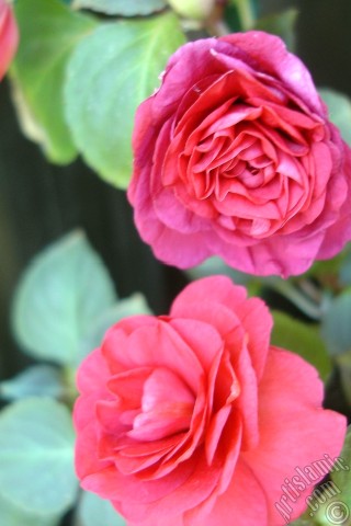 A mobile wallpaper and MMS picture for Apple iPhone 7s, 6s, 5s, 4s, Plus, iPods, iPads, New iPads, Samsung Galaxy S Series and Notes, Sony Ericsson Xperia, LG Mobile Phones, Tablets and Devices: Red color Begonia Elatior flower.

