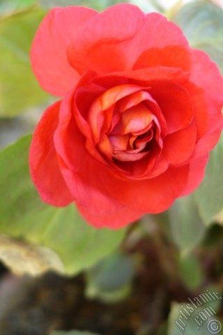 A mobile wallpaper and MMS picture for Apple iPhone 7s, 6s, 5s, 4s, Plus, iPods, iPads, New iPads, Samsung Galaxy S Series and Notes, Sony Ericsson Xperia, LG Mobile Phones, Tablets and Devices: Red color Begonia Elatior flower.
