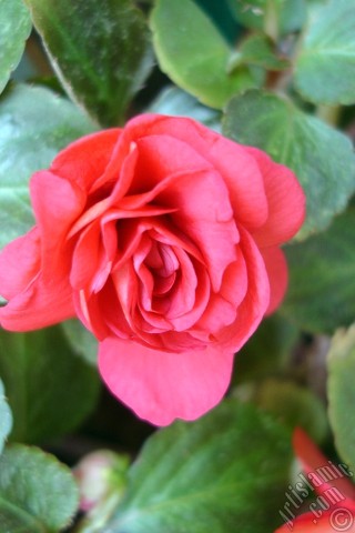 A mobile wallpaper and MMS picture for Apple iPhone 7s, 6s, 5s, 4s, Plus, iPods, iPads, New iPads, Samsung Galaxy S Series and Notes, Sony Ericsson Xperia, LG Mobile Phones, Tablets and Devices: Red color Begonia Elatior flower.
