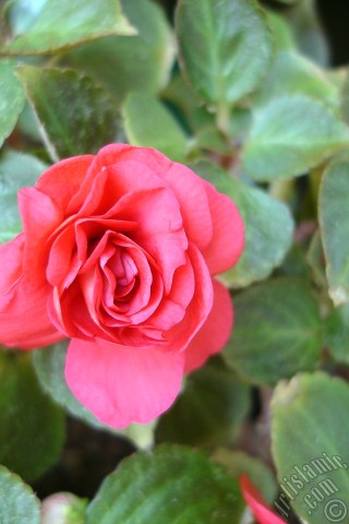 A mobile wallpaper and MMS picture for Apple iPhone 7s, 6s, 5s, 4s, Plus, iPods, iPads, New iPads, Samsung Galaxy S Series and Notes, Sony Ericsson Xperia, LG Mobile Phones, Tablets and Devices: Red color Begonia Elatior flower.
