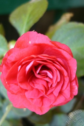 A mobile wallpaper and MMS picture for Apple iPhone 7s, 6s, 5s, 4s, Plus, iPods, iPads, New iPads, Samsung Galaxy S Series and Notes, Sony Ericsson Xperia, LG Mobile Phones, Tablets and Devices: Red color Begonia Elatior flower.
