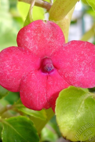 A mobile wallpaper and MMS picture for Apple iPhone 7s, 6s, 5s, 4s, Plus, iPods, iPads, New iPads, Samsung Galaxy S Series and Notes, Sony Ericsson Xperia, LG Mobile Phones, Tablets and Devices: Garden Balsam, -Touch-me-not, Jewel Weed- flower.
