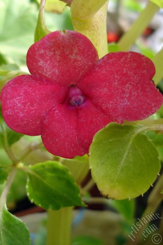 A mobile wallpaper and MMS picture for Apple iPhone 7s, 6s, 5s, 4s, Plus, iPods, iPads, New iPads, Samsung Galaxy S Series and Notes, Sony Ericsson Xperia, LG Mobile Phones, Tablets and Devices: Garden Balsam, -Touch-me-not, Jewel Weed- flower.
