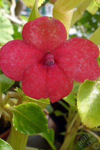 A mobile wallpaper and MMS picture for Apple iPhone 7s, 6s, 5s, 4s, Plus, iPods, iPads, New iPads, Samsung Galaxy S Series and Notes, Sony Ericsson Xperia, LG Mobile Phones, Tablets and Devices: Garden Balsam, -Touch-me-not, Jewel Weed- flower.
