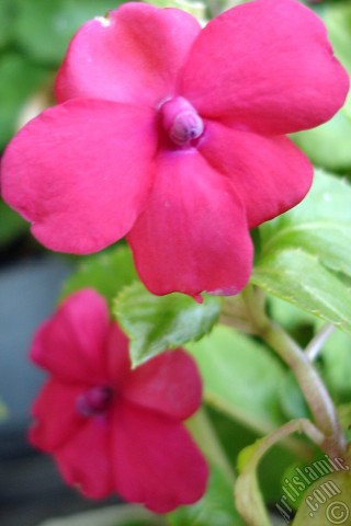 A mobile wallpaper and MMS picture for Apple iPhone 7s, 6s, 5s, 4s, Plus, iPods, iPads, New iPads, Samsung Galaxy S Series and Notes, Sony Ericsson Xperia, LG Mobile Phones, Tablets and Devices: Garden Balsam, -Touch-me-not, Jewel Weed- flower.
