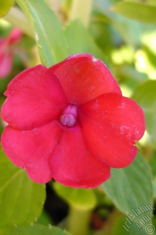 A mobile wallpaper and MMS picture for Apple iPhone 7s, 6s, 5s, 4s, Plus, iPods, iPads, New iPads, Samsung Galaxy S Series and Notes, Sony Ericsson Xperia, LG Mobile Phones, Tablets and Devices: Garden Balsam, -Touch-me-not, Jewel Weed- flower.

