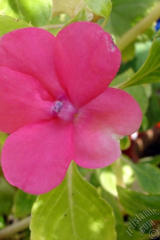 A mobile wallpaper and MMS picture for Apple iPhone 7s, 6s, 5s, 4s, Plus, iPods, iPads, New iPads, Samsung Galaxy S Series and Notes, Sony Ericsson Xperia, LG Mobile Phones, Tablets and Devices: Garden Balsam, -Touch-me-not, Jewel Weed- flower.
