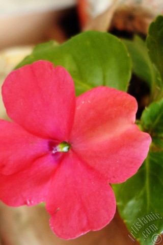 A mobile wallpaper and MMS picture for Apple iPhone 7s, 6s, 5s, 4s, Plus, iPods, iPads, New iPads, Samsung Galaxy S Series and Notes, Sony Ericsson Xperia, LG Mobile Phones, Tablets and Devices: Garden Balsam, -Touch-me-not, Jewel Weed- flower.
