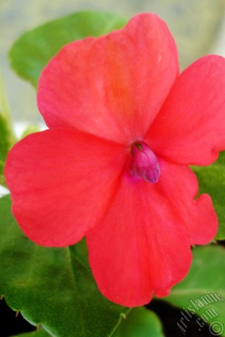 A mobile wallpaper and MMS picture for Apple iPhone 7s, 6s, 5s, 4s, Plus, iPods, iPads, New iPads, Samsung Galaxy S Series and Notes, Sony Ericsson Xperia, LG Mobile Phones, Tablets and Devices: Garden Balsam, -Touch-me-not, Jewel Weed- flower.
