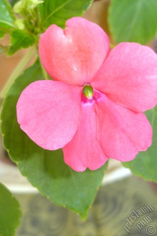 A mobile wallpaper and MMS picture for Apple iPhone 7s, 6s, 5s, 4s, Plus, iPods, iPads, New iPads, Samsung Galaxy S Series and Notes, Sony Ericsson Xperia, LG Mobile Phones, Tablets and Devices: Garden Balsam, -Touch-me-not, Jewel Weed- flower.
