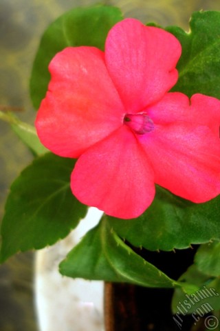 A mobile wallpaper and MMS picture for Apple iPhone 7s, 6s, 5s, 4s, Plus, iPods, iPads, New iPads, Samsung Galaxy S Series and Notes, Sony Ericsson Xperia, LG Mobile Phones, Tablets and Devices: Garden Balsam, -Touch-me-not, Jewel Weed- flower.
