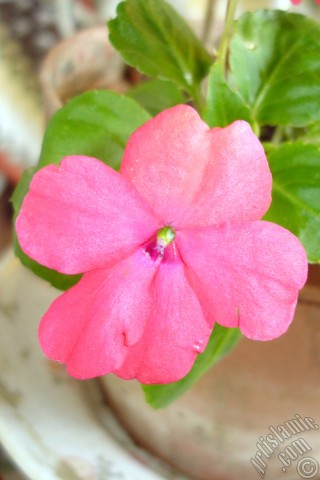 A mobile wallpaper and MMS picture for Apple iPhone 7s, 6s, 5s, 4s, Plus, iPods, iPads, New iPads, Samsung Galaxy S Series and Notes, Sony Ericsson Xperia, LG Mobile Phones, Tablets and Devices: Garden Balsam, -Touch-me-not, Jewel Weed- flower.
