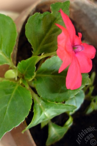 A mobile wallpaper and MMS picture for Apple iPhone 7s, 6s, 5s, 4s, Plus, iPods, iPads, New iPads, Samsung Galaxy S Series and Notes, Sony Ericsson Xperia, LG Mobile Phones, Tablets and Devices: Garden Balsam, -Touch-me-not, Jewel Weed- flower.
