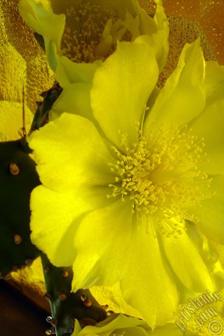 A mobile wallpaper and MMS picture for Apple iPhone 7s, 6s, 5s, 4s, Plus, iPods, iPads, New iPads, Samsung Galaxy S Series and Notes, Sony Ericsson Xperia, LG Mobile Phones, Tablets and Devices: Prickly Pear with yellow flower.
