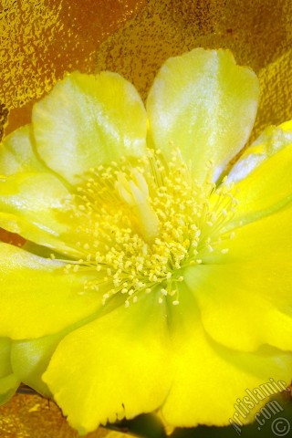 A mobile wallpaper and MMS picture for Apple iPhone 7s, 6s, 5s, 4s, Plus, iPods, iPads, New iPads, Samsung Galaxy S Series and Notes, Sony Ericsson Xperia, LG Mobile Phones, Tablets and Devices: Prickly Pear with yellow flower.
