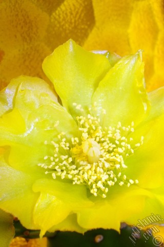 A mobile wallpaper and MMS picture for Apple iPhone 7s, 6s, 5s, 4s, Plus, iPods, iPads, New iPads, Samsung Galaxy S Series and Notes, Sony Ericsson Xperia, LG Mobile Phones, Tablets and Devices: Prickly Pear with yellow flower.
