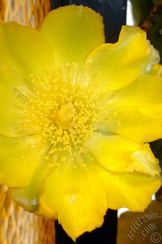 A mobile wallpaper and MMS picture for Apple iPhone 7s, 6s, 5s, 4s, Plus, iPods, iPads, New iPads, Samsung Galaxy S Series and Notes, Sony Ericsson Xperia, LG Mobile Phones, Tablets and Devices: Prickly Pear with yellow flower.
