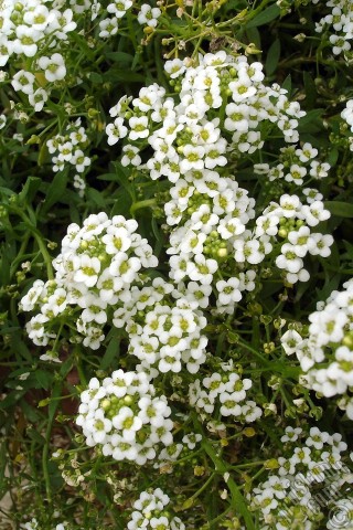 A mobile wallpaper and MMS picture for Apple iPhone 7s, 6s, 5s, 4s, Plus, iPods, iPads, New iPads, Samsung Galaxy S Series and Notes, Sony Ericsson Xperia, LG Mobile Phones, Tablets and Devices: A plant with tiny white flowers.
