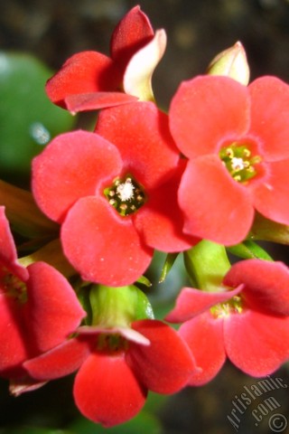 A mobile wallpaper and MMS picture for Apple iPhone 7s, 6s, 5s, 4s, Plus, iPods, iPads, New iPads, Samsung Galaxy S Series and Notes, Sony Ericsson Xperia, LG Mobile Phones, Tablets and Devices: Kalanchoe plant`s flower.
