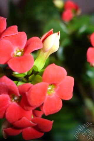 A mobile wallpaper and MMS picture for Apple iPhone 7s, 6s, 5s, 4s, Plus, iPods, iPads, New iPads, Samsung Galaxy S Series and Notes, Sony Ericsson Xperia, LG Mobile Phones, Tablets and Devices: Kalanchoe plant`s flower.
