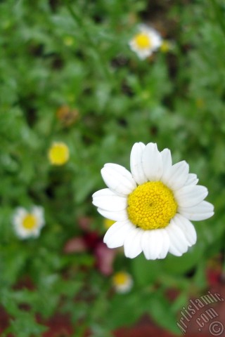 A mobile wallpaper and MMS picture for Apple iPhone 7s, 6s, 5s, 4s, Plus, iPods, iPads, New iPads, Samsung Galaxy S Series and Notes, Sony Ericsson Xperia, LG Mobile Phones, Tablets and Devices: Field Daisy -Ox Eye, Love-Me-Love-Me-Not, Marguerite, Moon Daisy- flower.
