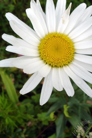 A mobile wallpaper and MMS picture for Apple iPhone 7s, 6s, 5s, 4s, Plus, iPods, iPads, New iPads, Samsung Galaxy S Series and Notes, Sony Ericsson Xperia, LG Mobile Phones, Tablets and Devices: Field Daisy -Ox Eye, Love-Me-Love-Me-Not, Marguerite, Moon Daisy- flower.
