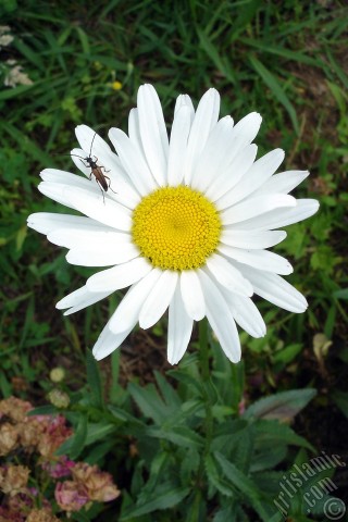 A mobile wallpaper and MMS picture for Apple iPhone 7s, 6s, 5s, 4s, Plus, iPods, iPads, New iPads, Samsung Galaxy S Series and Notes, Sony Ericsson Xperia, LG Mobile Phones, Tablets and Devices: Field Daisy -Ox Eye, Love-Me-Love-Me-Not, Marguerite, Moon Daisy- flower.
