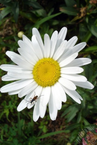A mobile wallpaper and MMS picture for Apple iPhone 7s, 6s, 5s, 4s, Plus, iPods, iPads, New iPads, Samsung Galaxy S Series and Notes, Sony Ericsson Xperia, LG Mobile Phones, Tablets and Devices: Field Daisy -Ox Eye, Love-Me-Love-Me-Not, Marguerite, Moon Daisy- flower.
