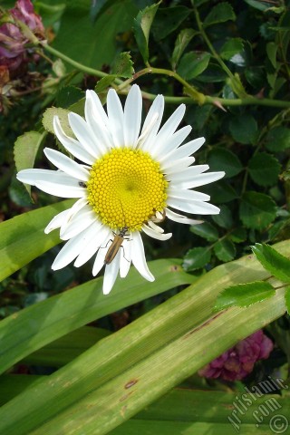 A mobile wallpaper and MMS picture for Apple iPhone 7s, 6s, 5s, 4s, Plus, iPods, iPads, New iPads, Samsung Galaxy S Series and Notes, Sony Ericsson Xperia, LG Mobile Phones, Tablets and Devices: Field Daisy -Ox Eye, Love-Me-Love-Me-Not, Marguerite, Moon Daisy- flower.
