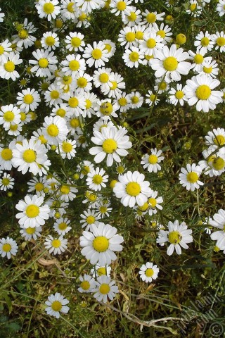 A mobile wallpaper and MMS picture for Apple iPhone 7s, 6s, 5s, 4s, Plus, iPods, iPads, New iPads, Samsung Galaxy S Series and Notes, Sony Ericsson Xperia, LG Mobile Phones, Tablets and Devices: Field Daisy -Ox Eye, Love-Me-Love-Me-Not, Marguerite, Moon Daisy- flower.
