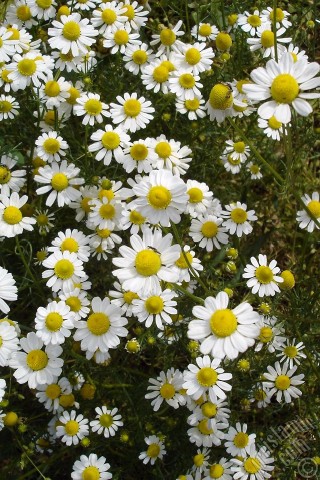 A mobile wallpaper and MMS picture for Apple iPhone 7s, 6s, 5s, 4s, Plus, iPods, iPads, New iPads, Samsung Galaxy S Series and Notes, Sony Ericsson Xperia, LG Mobile Phones, Tablets and Devices: Field Daisy -Ox Eye, Love-Me-Love-Me-Not, Marguerite, Moon Daisy- flower.
