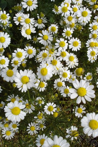A mobile wallpaper and MMS picture for Apple iPhone 7s, 6s, 5s, 4s, Plus, iPods, iPads, New iPads, Samsung Galaxy S Series and Notes, Sony Ericsson Xperia, LG Mobile Phones, Tablets and Devices: Field Daisy -Ox Eye, Love-Me-Love-Me-Not, Marguerite, Moon Daisy- flower.
