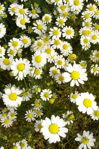 A mobile wallpaper and MMS picture for Apple iPhone 7s, 6s, 5s, 4s, Plus, iPods, iPads, New iPads, Samsung Galaxy S Series and Notes, Sony Ericsson Xperia, LG Mobile Phones, Tablets and Devices: Field Daisy -Ox Eye, Love-Me-Love-Me-Not, Marguerite, Moon Daisy- flower.
