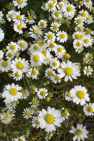 A mobile wallpaper and MMS picture for Apple iPhone 7s, 6s, 5s, 4s, Plus, iPods, iPads, New iPads, Samsung Galaxy S Series and Notes, Sony Ericsson Xperia, LG Mobile Phones, Tablets and Devices: Field Daisy -Ox Eye, Love-Me-Love-Me-Not, Marguerite, Moon Daisy- flower.

