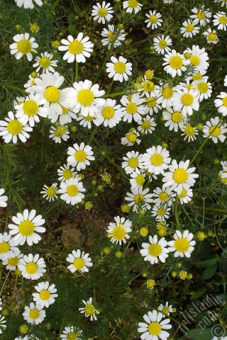 A mobile wallpaper and MMS picture for Apple iPhone 7s, 6s, 5s, 4s, Plus, iPods, iPads, New iPads, Samsung Galaxy S Series and Notes, Sony Ericsson Xperia, LG Mobile Phones, Tablets and Devices: Field Daisy -Ox Eye, Love-Me-Love-Me-Not, Marguerite, Moon Daisy- flower.
