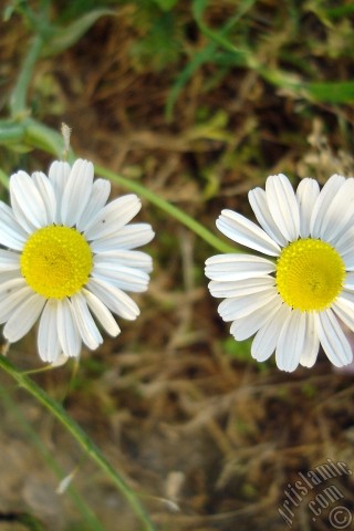 A mobile wallpaper and MMS picture for Apple iPhone 7s, 6s, 5s, 4s, Plus, iPods, iPads, New iPads, Samsung Galaxy S Series and Notes, Sony Ericsson Xperia, LG Mobile Phones, Tablets and Devices: Field Daisy -Ox Eye, Love-Me-Love-Me-Not, Marguerite, Moon Daisy- flower.

