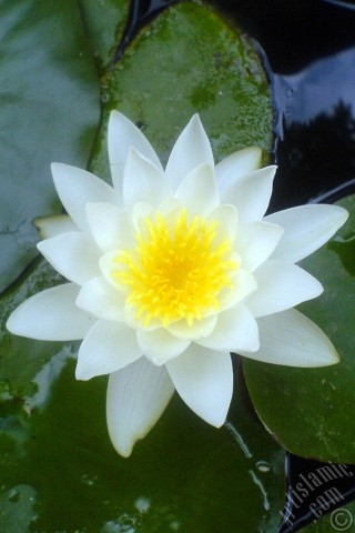 A mobile wallpaper and MMS picture for Apple iPhone 7s, 6s, 5s, 4s, Plus, iPods, iPads, New iPads, Samsung Galaxy S Series and Notes, Sony Ericsson Xperia, LG Mobile Phones, Tablets and Devices: Water Lily flower.
